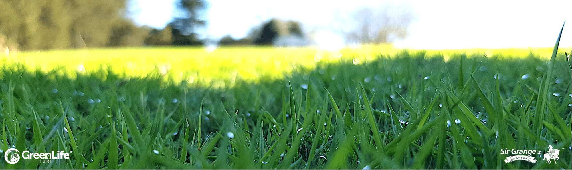 Sir Grange Zoysia Green Life Turf Australia